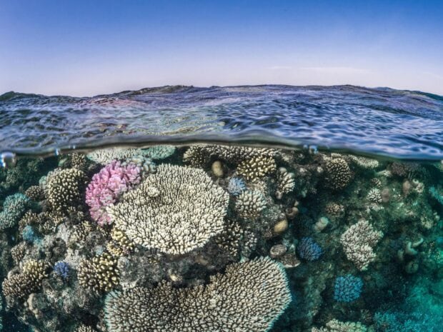Vibrant coral reef in the Coral Sea showcasing diverse marine life and colorful coral formations
