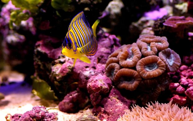 Vibrant coral reef featuring exotic coral and tropical fish in the coral sea