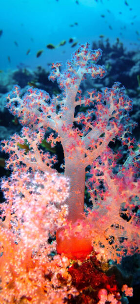Vibrant coral sea coral thriving underwater with colorful marine life around