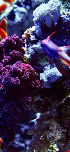 Vibrant coral sea featuring colorful corals and tropical fish in deep ocean environment