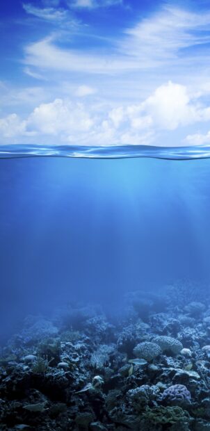 Underwater coral sea vibrant marine life and clear blue water in bright daylight