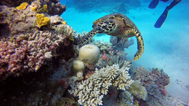 A sea turtle swimming near vibrant coral in the Coral Sea ecosystem