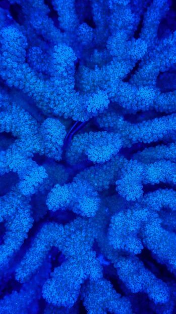 Close up of vibrant coral sea texture in vivid blue shades for coral sea