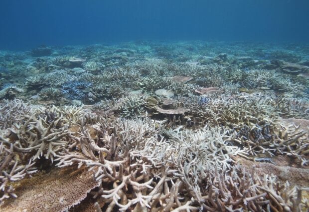 A detailed view of coral sea with diverse coral formations underwater