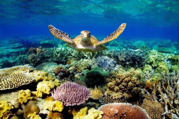 A sea turtle swimming above colorful coral in the Coral Sea coral reef
