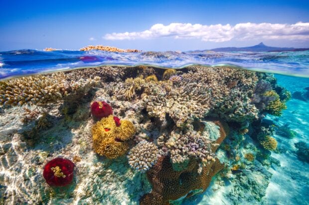 Vibrant coral reef teeming with marine life in the coral sea
