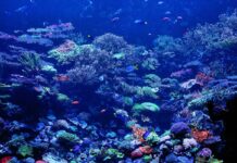 Vibrant coral reef with various tropical fish swimming in the Coral Sea