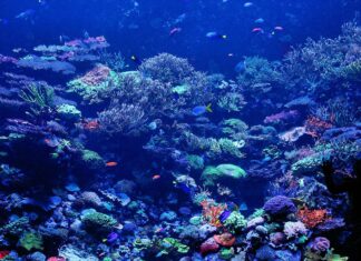 Vibrant coral reef with various tropical fish swimming in the Coral Sea