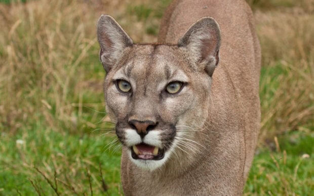 Close up of a cougar animal walking through grassy field showing its face and fur texture