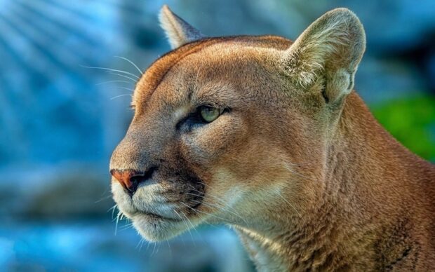 Close up of a cougar animal with focused eyes and detailed fur texture