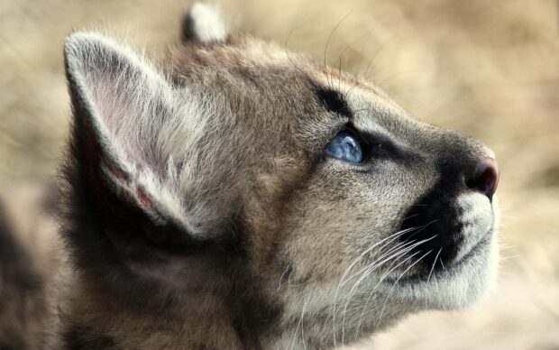 Close up of a young cougar animal with blue eyes looking upwards