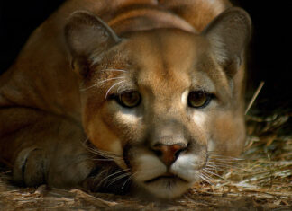 A close up of a resting cougar animal in natural light