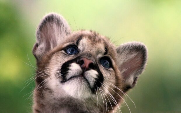 Cute cougar animal looking upwards with blue eyes and soft fur