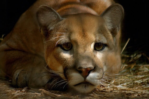 A close up of a resting cougar animal in natural light