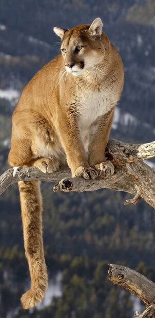 A cougar sitting on a tree branch in a natural mountainous habitat