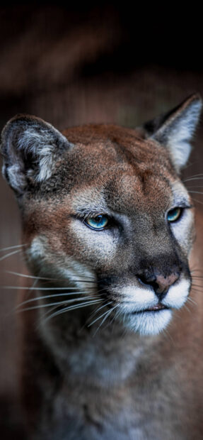 Close up of a cougar animal with blue eyes in natural light