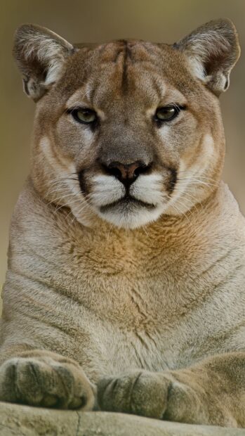 A close up of a cougar animal showing detailed fur and focused eyes