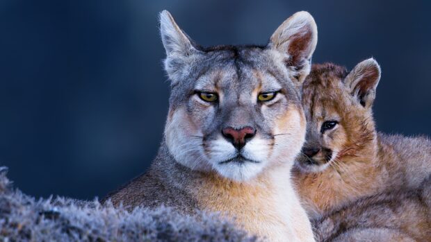 A close up of a cougar animal with its cub resting behind in a natural setting