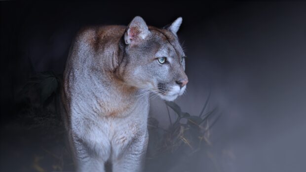 A cougar animal standing alert in the dark forest environment