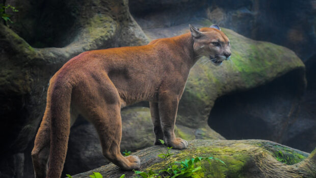 A cougar animal standing on mossy rocks in a natural forest environment