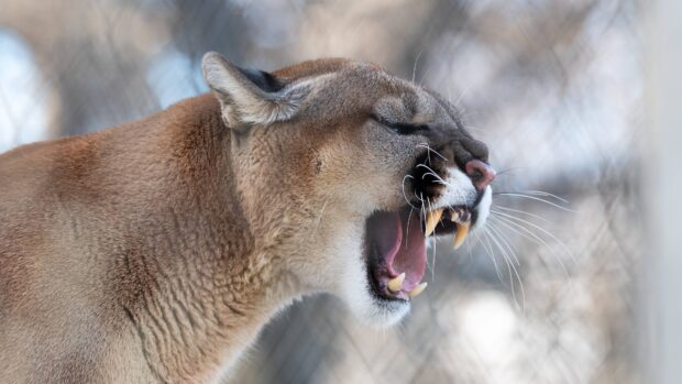 Close up of a cougar animal roaring with mouth open and sharp teeth visible