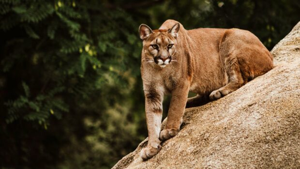 Cougar animal standing on a large rock in a forest environment