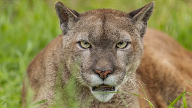 A close up of a cougar animal looking directly with intense eyes in tall green grass