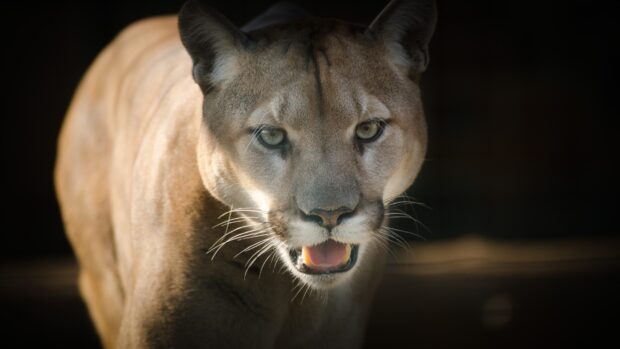 Close up of a cougar animal showing its face and open mouth in soft light