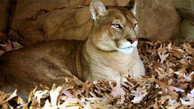 A cougar animal resting on dried leaves in a natural rocky habitat