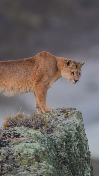 A cougar standing on a rocky ledge surrounded by natural vegetation