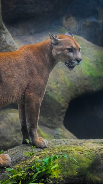 A cougar standing on a mossy log in a natural forest environment