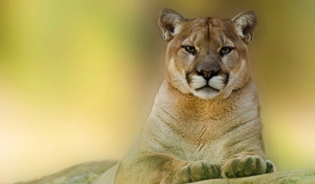 A close up of a cougar animal resting with a calm expression on a blurred background