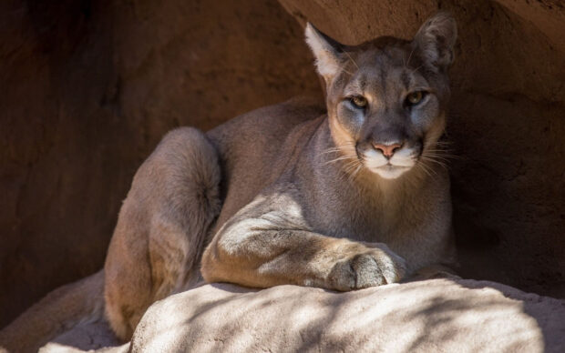A cougar resting on a rock in the shade showing strong animal features