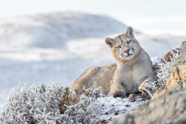 A cougar resting on snow covered ground in a winter landscape