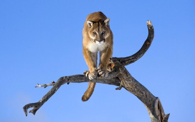 A wild cougar animal standing on a tree branch against a clear blue sky