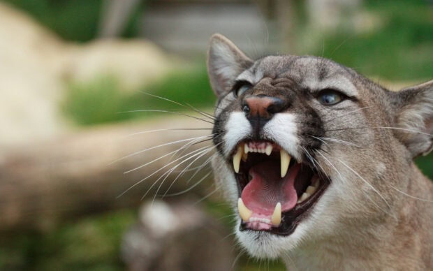 Angry cougar animal showing sharp teeth in close up view