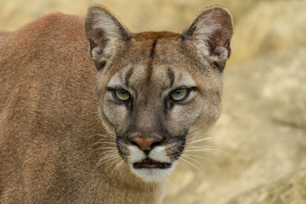 Close up of a cougar animal with intense eyes looking forward