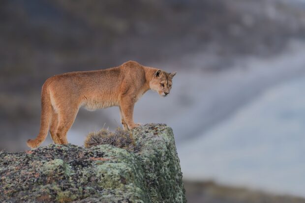 Cougar standing on a mossy cliff in natural habitat with a focused gaze