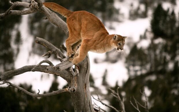 A cougar animal climbing down a tree branch in a snowy forest environment
