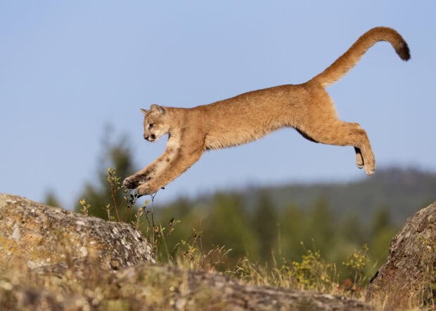 A cougar animal leaping gracefully over rocks in a natural outdoor setting
