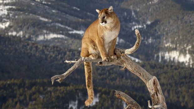 A cougar animal perched on a branch overlooking a forest and mountain landscape