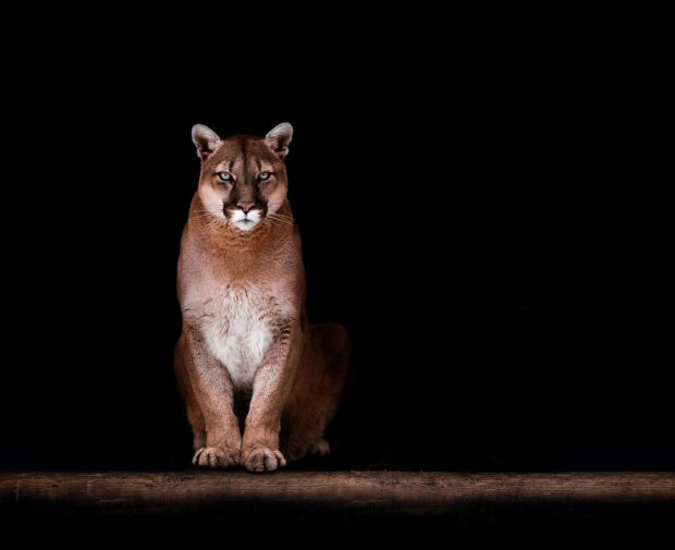 A cougar animal sitting on a wooden surface with a dark background