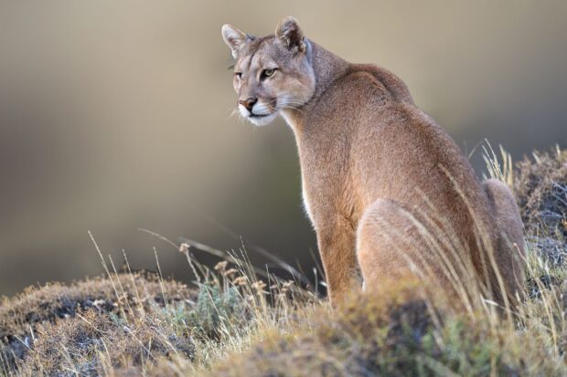 A cougar animal sitting on dry grass in a natural habitat looking alert