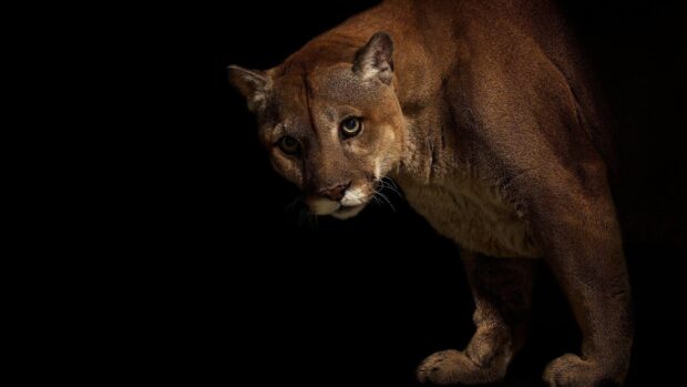 A close up of a cougar animal looking intently against a dark background