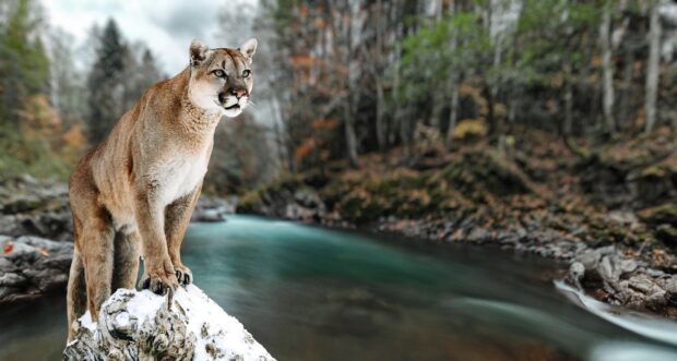 A cougar animal standing on a rock near a river in a forest environment