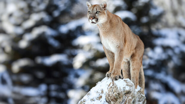 A cougar animal standing on a snowy rock in a winter forest environment
