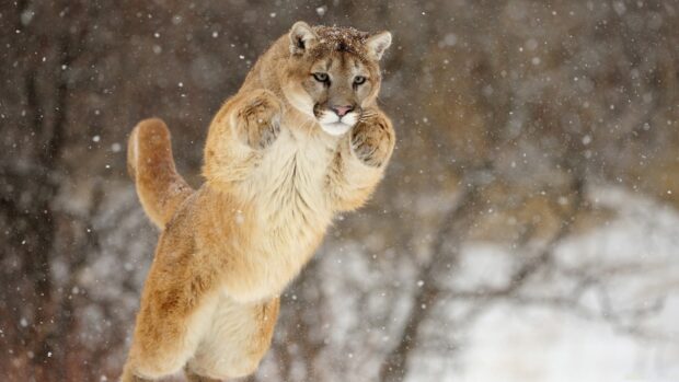 A cougar animal standing on its hind legs in the snowy forest