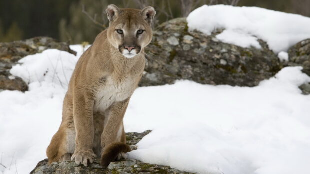 A cougar animal sitting on snowy rocks in a winter forest environment
