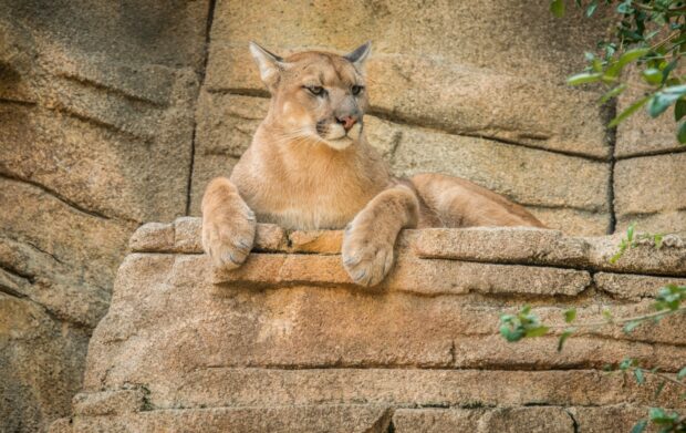 A cougar resting calmly on rocky ledge in a natural habitat