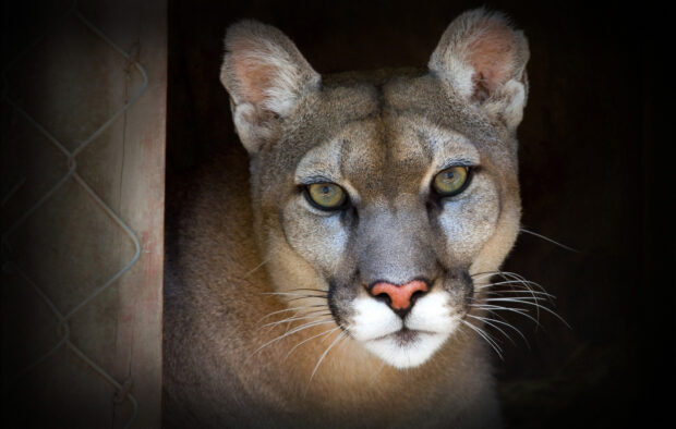 Close up of a cougar animal with piercing eyes staring intensely